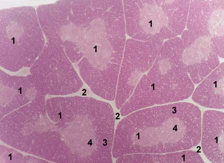 MICROSCOPIC HISTOLOGY IMAGES - LYMPHOID AND HEMATOPOIETIC ORGANS